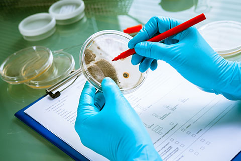 המדריך להבנת בדיקות מעבדה מיקרוביולוגיות למזון